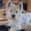 Andre Savard - @andre.savard0 - TikTok