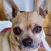 andreashanklin8 - @andrea.shanklin - TikTok
