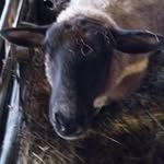 Andrew Shepherd - @andrew.shepherd.96387 - Instagram