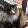 Andre Viau - @andre.viau - TikTok