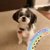 andreawhitlowscot - @andreawhitlowscot - TikTok