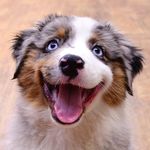 Andrea Arden Dog Training - @andreaardendogtraining - Instagram