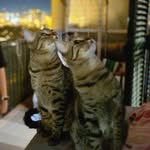 Andrea Armstrong - @weird_cat_mysteries - Instagram