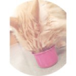 Katte Elsker - @aston_andrea - Instagram