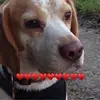 Andreas Beagle - @andreas.beagle - TikTok
