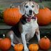 Andy The Beagle  - Facebook