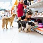 Andrea Bernstein - @andreasdowntownpets - Instagram