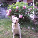 Andrea Busch - @hundepension_bezauberndejeanie - Instagram