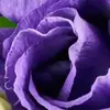 andreabuxton326 - @andreabuxton326 - TikTok