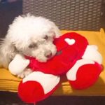 🐩Andrea🐩 - @andrea_cachorra_poodle - Instagram