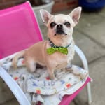 Andrea Cavanagh - @bertie_the_chihuahua_ - Instagram