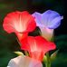 Andrea Chui - Facebook