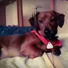 Andrea_Dog - @andrea_dog - TikTok