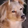Andrea.dog🐶💝 - @andrea.dog - TikTok