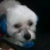 AndreaFields - @andreanicolef - TikTok