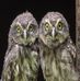 Andrea Hammack - Facebook