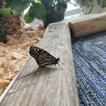 Andrea Hopper - @alhopper2019 - Instagram