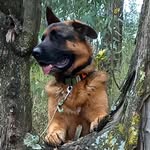 Andrea Joubert - @adventureswithlycan - Instagram