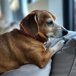 Andrea Knapp - @travelswithsherman - Instagram