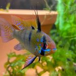 Andrea La Pierre - @fishlady_80825 - Instagram