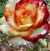 Andrea Mireles - Facebook
