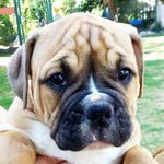 Andrea Schmidt 🐶 Pack Leader 🐶 Bulldogman - @bulldogman.con - Instagram