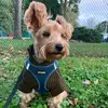 Andrea Park - @cosimototerrier - TikTok