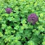 Andrea Parsons/Looker - @andrea_parsons_art_garden - Instagram