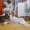 andrea_pieri_011 - @andrea_011_pieri - TikTok