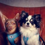 Andrea Schubert - @johnny_pumchen - Instagram