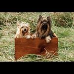 Andrea Zahm Shoemaker - @i_am_zombiegirl - Instagram