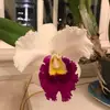 Andrea Stoddard Benson - @andrea.stoddard.b - TikTok