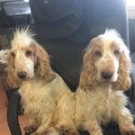 Andrea Stokes - @andrea_stokes_k9 - Instagram