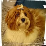 Andrea Ullmann - @bammsel64 - Instagram