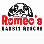 Andrea Whyte - @romeosrabbitrescue - Instagram