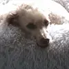 Andrea Wiley - @andrea.wiley10 - TikTok