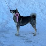 Andreas Carlsson - @carlsbergs_hundar_och_jakt - Instagram