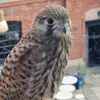 Pepsta - @andreas.krueger - TikTok