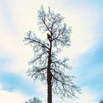 Andreas Persson - @a.d.p_tradfallning - Instagram