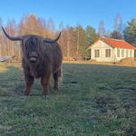 Andreas Persson - @andreasepersson - Instagram