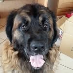 Andreas Pfeiffer - @semmel2015 - Instagram