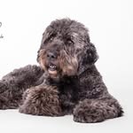 Andreas Werner - @dogs_of_golden_kennel_ - Instagram