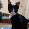 Felix🐈‍⬛🥰 - @andreeasandu1054 - TikTok