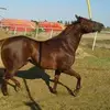 Andres - @andresalba68 - TikTok