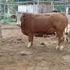finca el salto - @andresgamboa2403 - TikTok