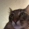 Andrew Bastida - @andrew.bastida - TikTok