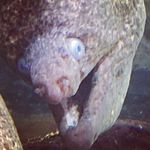 Andrew Brecht - @dothedew219 - Instagram