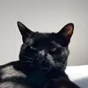 Andrew Cho - @andrewchobs - TikTok