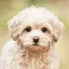 Andrew Cho - @andrew.cho459 - TikTok