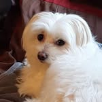 Andrew Cleary - @weeman64 - Instagram
